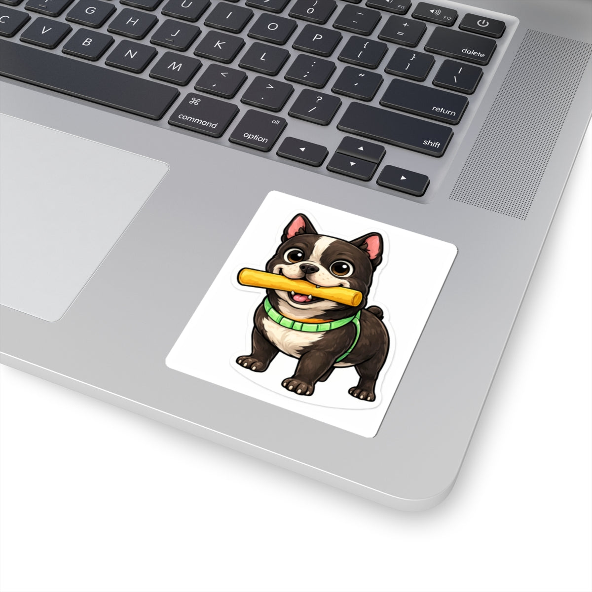 American Bully Daily Series — Snack Time