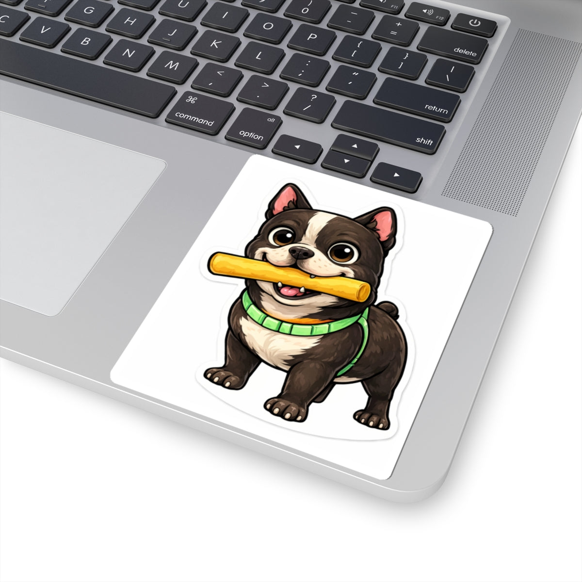 American Bully Daily Series — Snack Time